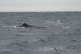 Sperm Whale 4417.jpg