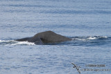 Sperm Whale 6287.jpg