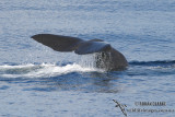 Sperm Whale 6288