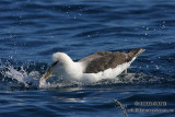 Hybrid Albatross 5429.jpg