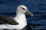 Hybrid Albatross