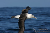 Hybrid Albatross 5478.jpg
