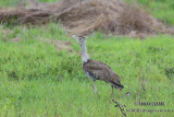 Australian Bustard 3047.jpg