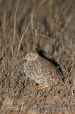 Plains Wanderer 5668.jpg