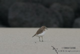 Double-banded Plover 6796.jpg