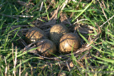 Banded Lapwing 5517.jpg