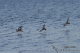 Hooded Plover 7033.jpg