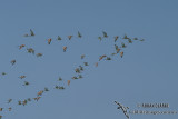 Black-tailed Godwit 9213.jpg