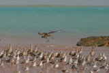 Black-tailed Godwit 9375.jpg