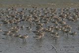 Bar-tailed Godwit 1104.jpg