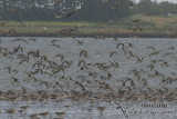 Bar-tailed Godwit 1106.jpg