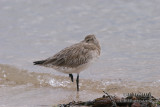 Bar-tailed Godwit 2450.jpg