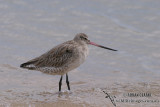 Bar-tailed Godwit 2451.jpg