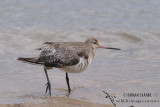 Bar-tailed Godwit 2453.jpg