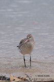 Bar-tailed Godwit 2456.jpg