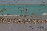 Bar-tailed Godwit 9366.jpg