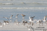 Eurasian Curlew 0206.jpg