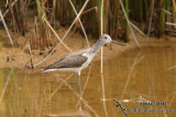 Common Greenshank 0261.jpg