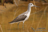 Common Greenshank 0267.jpg