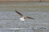 Common Greenshank 0844.jpg