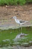 Common Greenshank 4441.jpg