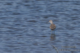 Common Greenshank 4968.jpg