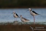 Common Greenshank 6709.jpg