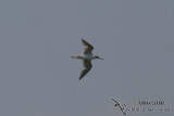 Common Greenshank 8979.jpg