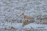 Terek Sandpiper 0831.jpg