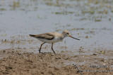 Terek Sandpiper 0888.jpg