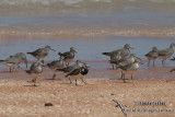 Grey-tailed Tattler 9105.jpg