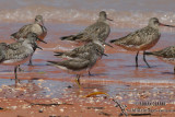 Grey-tailed Tattler 9158.jpg