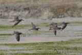 Grey-tailed Tattler 9597.jpg