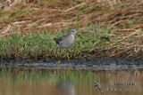 Wood Sandpiper 4306.jpg