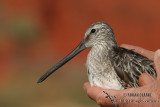 Asian Dowitcher