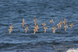 Red-necked Stint 3297.jpg