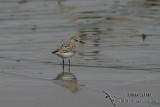 Red-necked Stint 5565.jpg