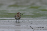 Curlew Sandpiper 5460.jpg