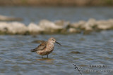 Curlew Sandpiper 8316.jpg