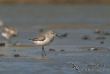 Curlew Sandpiper 8320.jpg