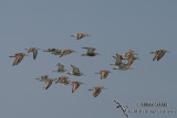 Curlew Sandpiper 9216.jpg