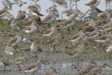 Coxs Sandpiper 2614.jpg