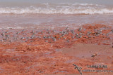 Broad-billed Sandpiper 2290.jpg