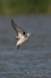 Red-necked Phalarope 0867.jpg