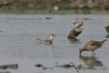 Red-necked Phalarope 2654.jpg