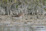Pectoral Sandpiper 0965.jpg