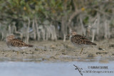 Pectoral Sandpiper 0968.jpg