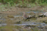 Pectoral Sandpiper 4205.jpg
