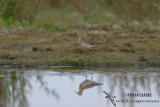 Pectoral Sandpiper 4219.jpg