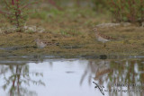 Pectoral Sandpiper 4222.jpg